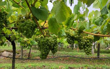 Disolventes renovables, un avance sostenible en la industria vitivinícola