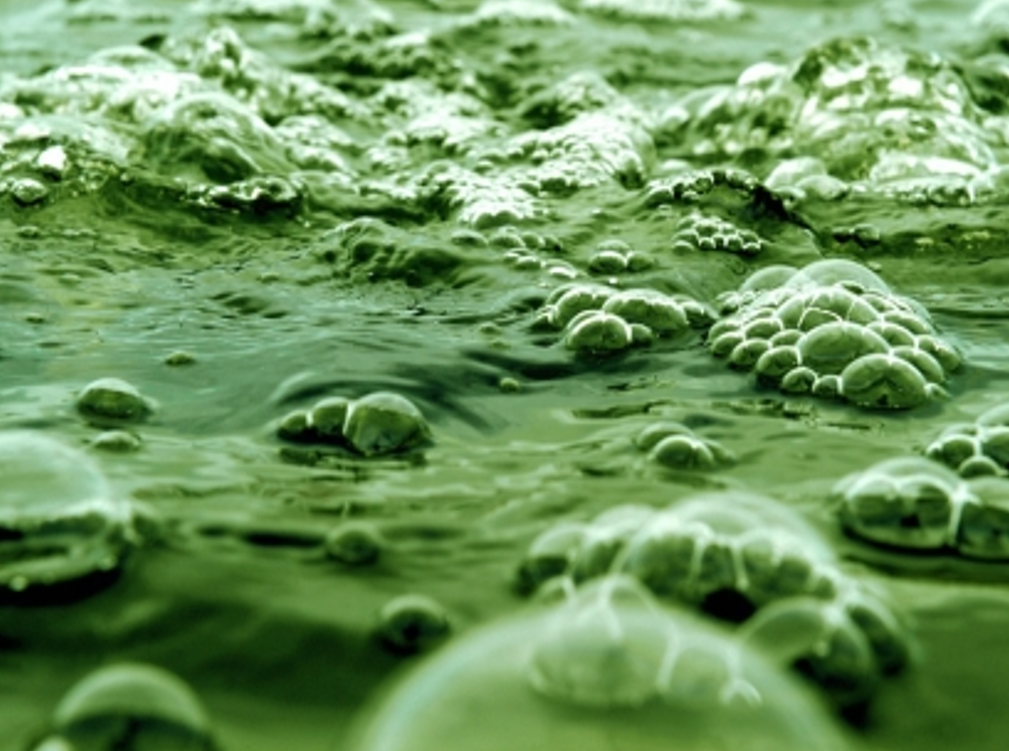 microalgas, bioenergía, alimentos, depuración aguas