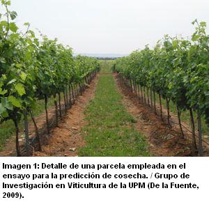 Vinedo%201A%20pie