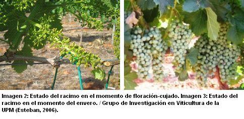 Vinedo%202y3%20pie