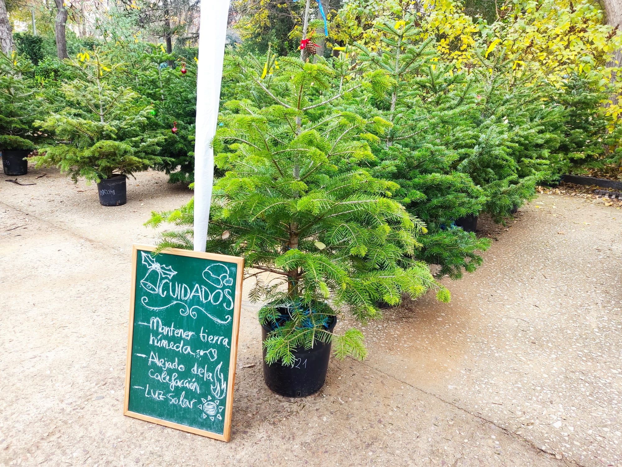 Abetos naturales 2023