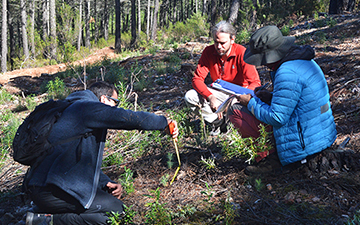 En busca de bosques más resilientes gracias a la selvicultura