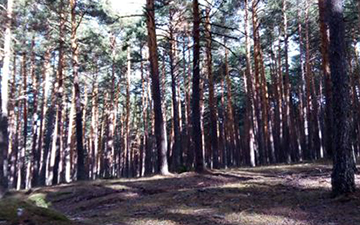 ¿Cuál es la mejor forma de gestionar los espacios protegidos?