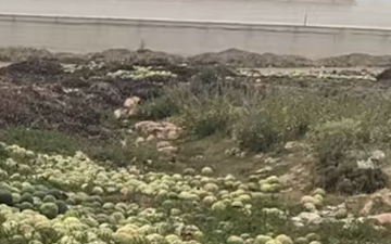 La espiral de la agricultura insostenible: de los milagros económicos a la precariedad socioambiental