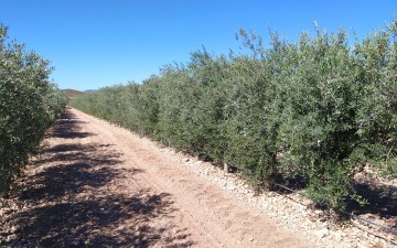 Pelos similares a sombrillas que les protegen del agua y el sol: así son las hojas del olivo