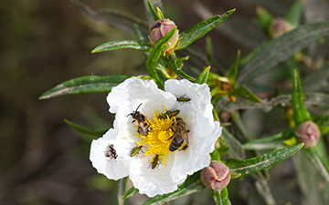 Los insectos silvestres son tan importantes para las cosechas como las abejas de la miel
