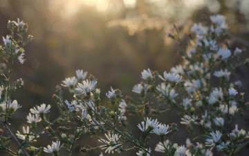 Hallado un gen que explica cómo la transcripción influye en la memoria de las plantas