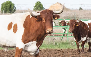 El papel de los científicos en el debate sobre la ganadería