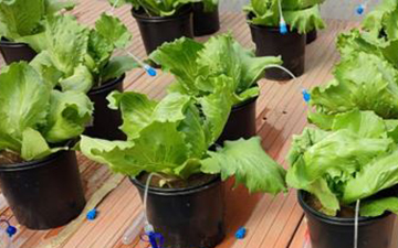 Obtención sostenible de fertilizantes de zinc a partir de residuos