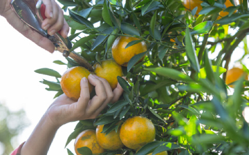 Citrusbusters: el proyecto que lucha contra plagas emergentes en los cítricos