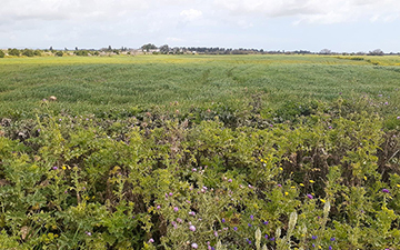 Luz solar para luchar contra bacterias resistentes a antibióticos: ¿aliada o traidora?