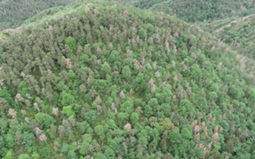 El impacto oculto de la sequía en los árboles