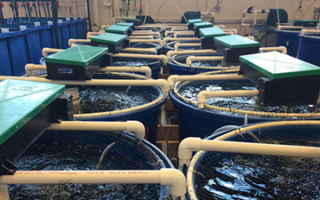 Tecnología fotoquímica sostenible para depurar aguas de acuicultura