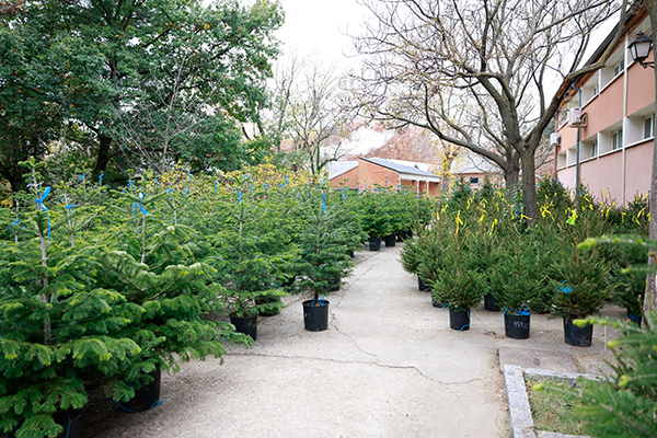 Abetos en la ETSI de Montes, Forestal y del Medio Natural