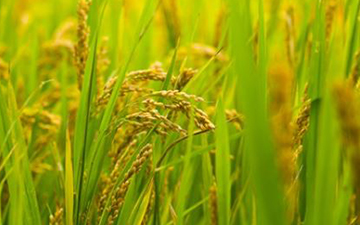 Una estructura molecular dinámica allana el camino hacia cultivos sostenibles capaces de fijar su propio nitrógeno