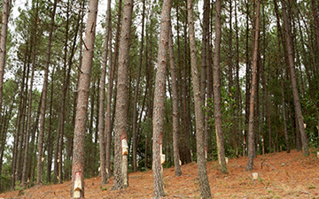 La resina, un recurso olvidado que puede ser tan rentable como la madera