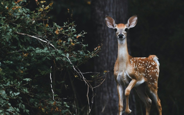 La respuesta oculta de las plantas frente a los ciervos