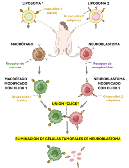 Procedimiento para la introducir grupos click complementarios en macrófagos y neuroblastoma utilizando liposomas, con la consiguiente eliminación de células tumorales
