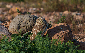 Large ecological communities self-regulate even eliminating species to achieve stability