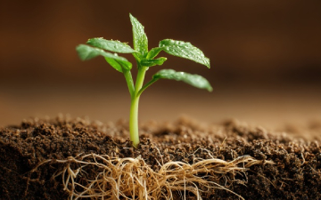 Every cell counts: The invisible strategy of roots for survival