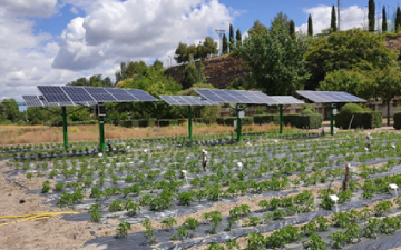Cultivar tomates y generar energía: la agrovoltaica frente a la escasez hídrica