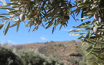 Una nueva herramienta predice la cosecha del olivar frente al cambio climático