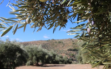 New tool helps forecast olive harvests under climate change