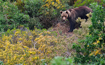 Las altas temperaturas limitan los movimientos del oso pardo cantábrico en un contexto de calentamiento global